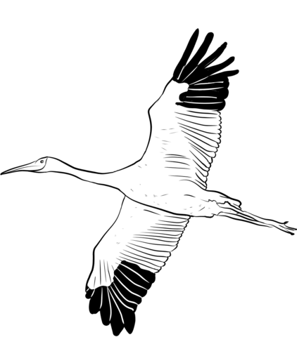 Siberian Crane Coloring Page